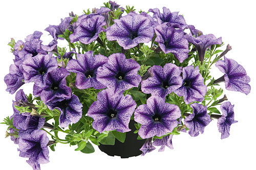 Petunia  Royal Lace