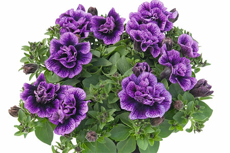 Petunia  Sugar Plum