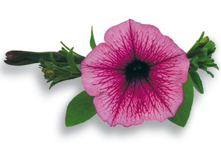 Petunia SURFINIA Baby Pink Vein