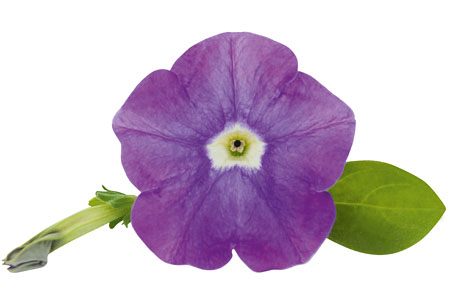 Petunia SURFINIA Blue Ocean