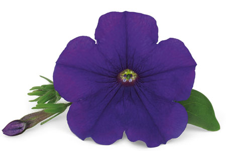 Petunia SURFINIA Blue