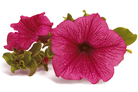 Petunia SURFINIA Crazy Pink