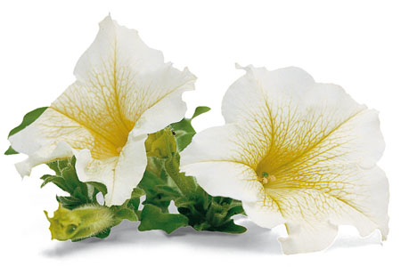 Petunia SURFINIA Lime