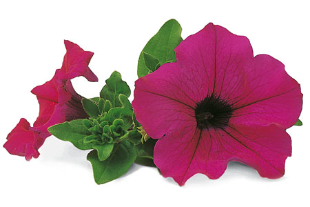 Petunia SURFINIA Shihi Purple