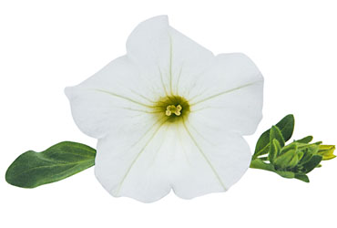 Petunia SURFINIA Snow