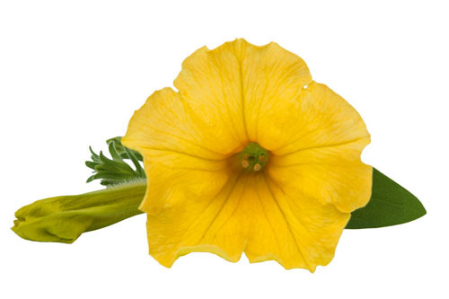 Petunia SURFINIA Trailing Dark Yellow