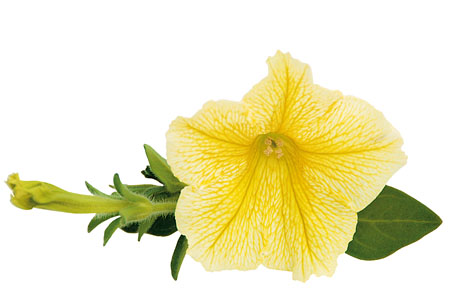 Petunia SURFINIA Yellow