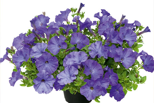 Petunia VERANDA Azur