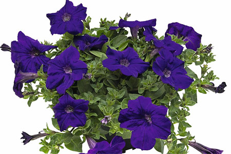 Petunia VERANDA Dark Blue