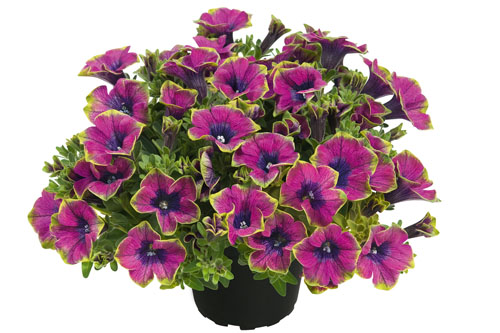 Petunia VERANDA Little Picasso