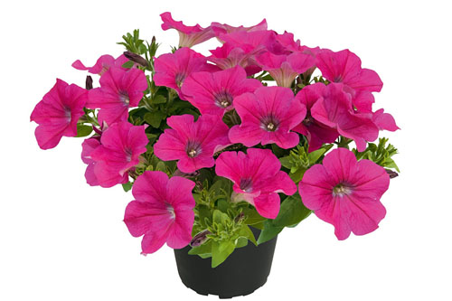 Petunia VERANDA Neon 2024