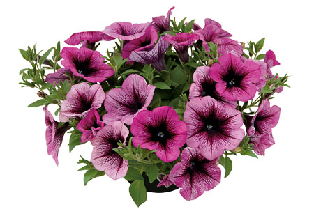 Petunia VERANDA Orchid