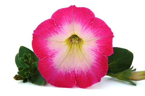 Petunia VERANDA Pink Morn