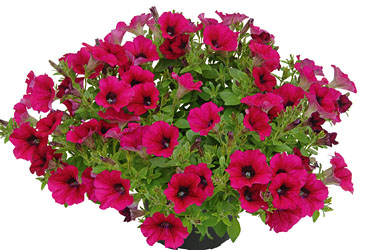 Petunia VERANDA Purple