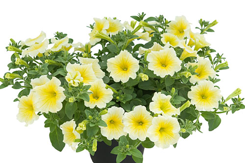 Petunia VERANDA Yellow
