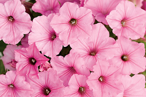 Petunia VISTA Bubblegum