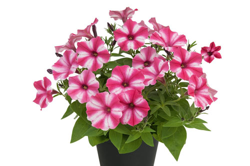 Petunia VISTA Candy