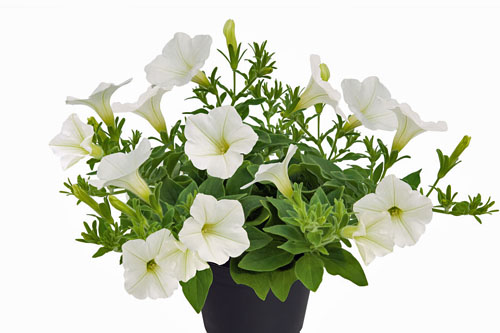 Petunia VISTA Snowcarpet