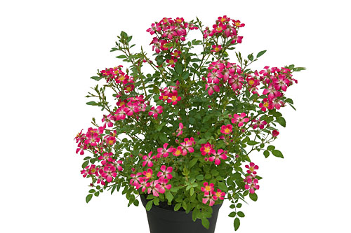 Rosa GALAXY Antares Rosa GALAXY Antares