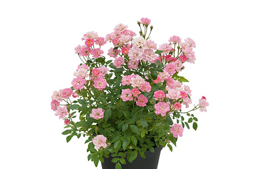 Rosa GALAXY Naos Rosa GALAXY Naos