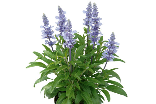 Salvia  Light Candle