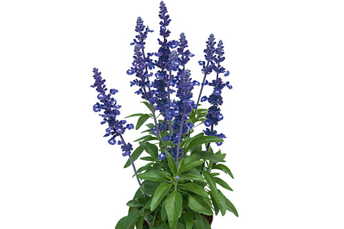 Salvia Midnight Candle 2026 Salvia Midnight Candle 2026