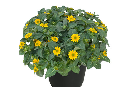 Sanvitalia Goldbini Sanvitalia Goldbini