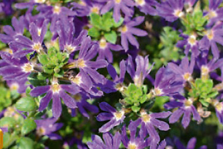 Scaevola Surdiva Blue Violet