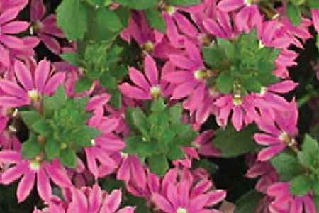 Scaevola Surdiva Fashion Pink