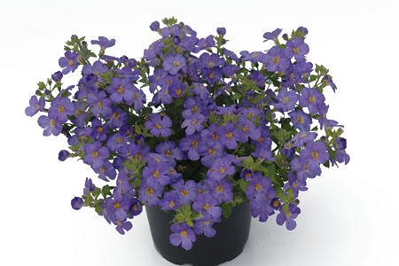 Sutera Everest Dark Blue Sutera Everest Dark Blue