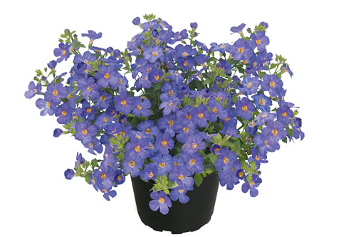 Sutera  Everest Dark Blue