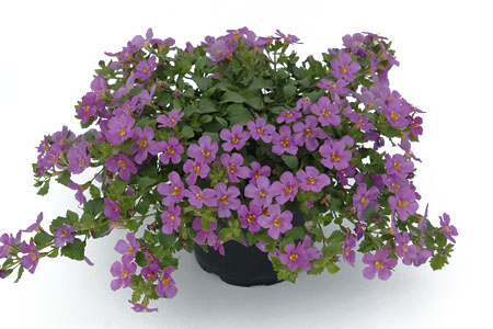 Sutera  Everest Pink 