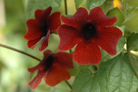 Thunbergia Brownie