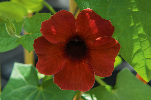 Thunbergia AMERA Chocolate