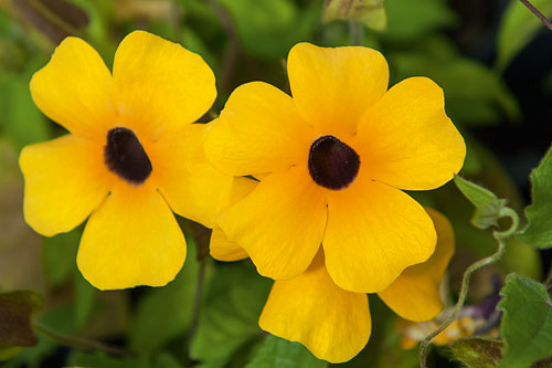 Thunbergia AMERA Golden Eye