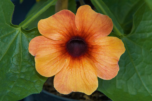 Thunbergia AMERA Mango Eye