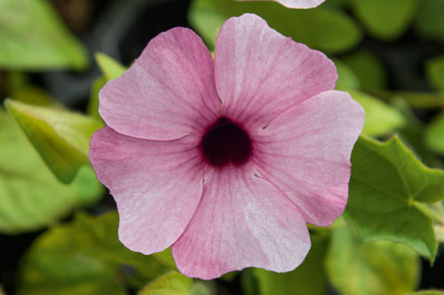 Thunbergia AMERA Rose Pink