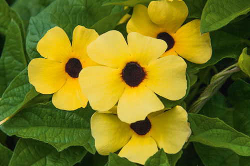 Thunbergia AMERA Vanille