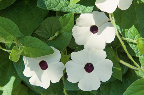 Thunbergia AMERA White Thunbergia AMERA White
