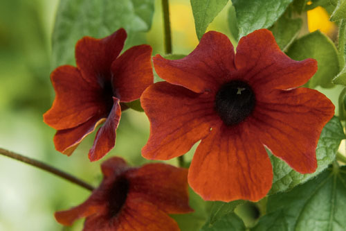 Thunbergia SUNNY SUSY Brownie