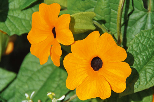 Thunbergia SUNNY SUSY New Orange