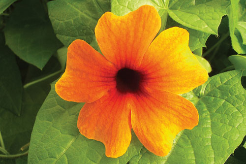 Thunbergia SUNNY SUSY Red Orange