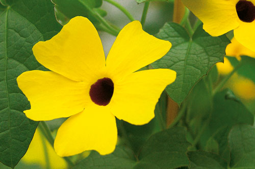 Thunbergia  Yellow