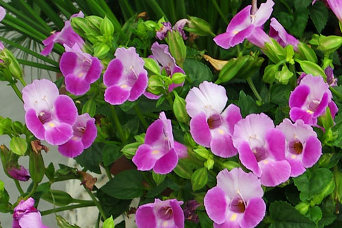 Torenia VIVIA Pink