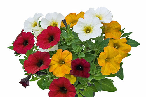 Petunia TrioMio Sundowner