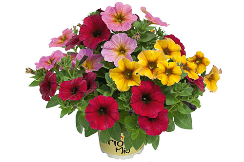 Petunia TrioMio Magic