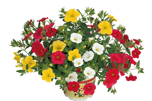 Calibrachoa TrioMio Salsa