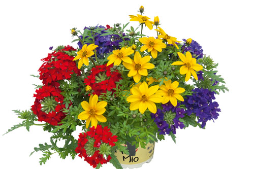 Bidens-Verbena TrioMio Tweety Pop Sweetie