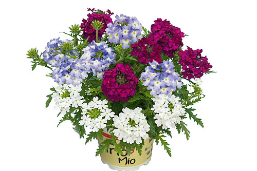 Verbena TrioMio VEPITA UP