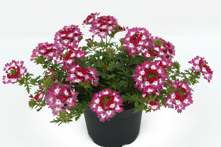 Verbena Vepita Carmine Kiss Verbena Vepita Carmine Kiss